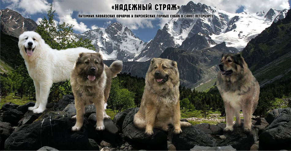 Питомник 'Надежный страж' - кавказские овчарки и пиренейские горные собаки